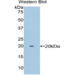 Peptidylprolyl Isomerase F / CYPF (PPIF) Antibody