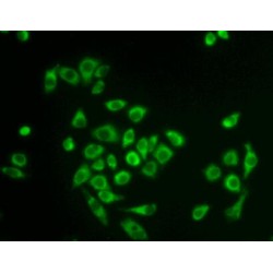 Peptidylprolyl Isomerase F / CYPF (PPIF) Antibody