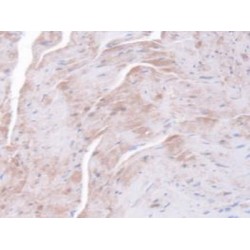 Peptidylprolyl Isomerase F / CYPF (PPIF) Antibody