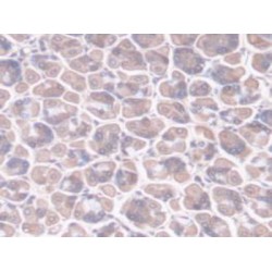 Peptidylprolyl Isomerase F / CYPF (PPIF) Antibody