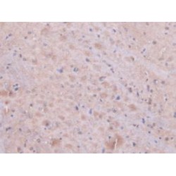 Peptidylprolyl Isomerase F / CYPF (PPIF) Antibody