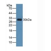 Western blot analysis of Human 293T Cells.