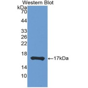 Western blot analysis of the recombinant protein.