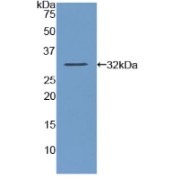 Western blot analysis of recombinant Human AMY2.