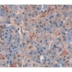 Amylase Alpha 2, Pancreatic (AMY2) Antibody