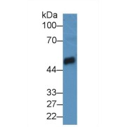 Western blot analysis of Mouse Pancreas lysate, using Rat CPB1 Antibody (2 µg/ml) and HRP-conjugated Goat Anti-Rabbit antibody (<a href="https://www.abbexa.com/index.php?route=product/search&amp;search=abx400043" target="_blank">abx400043</a>, 0.2 µg/ml).