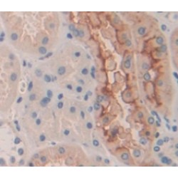 Dedicator of Cytokinesis 1 (DOCK1) Antibody