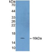 Western blot analysis of recombinant Human HSP10.