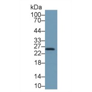 Western blot analysis of Mouse Lung lysate, using Mouse HSPB1 Antibody (1 µg/ml) and HRP-conjugated Goat Anti-Rabbit antibody (<a href="https://www.abbexa.com/index.php?route=product/search&amp;search=abx400043" target="_blank">abx400043</a>, 0.2 µg/ml).