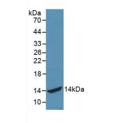 Western blot analysis of recombinant Human HSPA2.