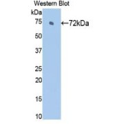 Western blot analysis of recombinant Rat HSPA2.