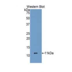 Heat Shock 70 kDa Protein 8 (HSPA8) Antibody