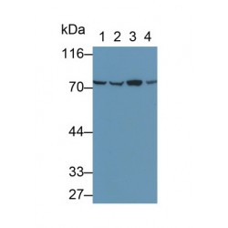 Heat Shock 70 kDa Protein 8 (HSPA8) Antibody