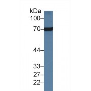 Western blot analysis of Rat Heart lysate, using Rat HSPA8 Antibody (1 µg/ml) and HRP-conjugated Goat Anti-Rabbit antibody (<a href="https://www.abbexa.com/index.php?route=product/search&amp;search=abx400043" target="_blank">abx400043</a>, 0.2 µg/ml).