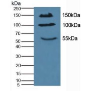 Western blot analysis of Mouse Pancreas Tissue.