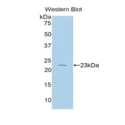 Western blot analysis of the recombinant protein.