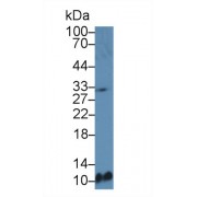 Western blot analysis of Mouse Spleen lysate, using Mouse MDC Antibody (5 µg/ml) and HRP-conjugated Goat Anti-Rabbit antibody (<a href="https://www.abbexa.com/index.php?route=product/search&amp;search=abx400043" target="_blank">abx400043</a>, 0.2 µg/ml).