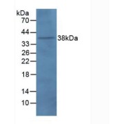 Western blot analysis of Rat Brain Tissue.