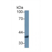 Western blot analysis of Human Serum, using Human PDHb Antibody (1 µg/ml) and HRP-conjugated Goat Anti-Rabbit antibody (<a href="https://www.abbexa.com/index.php?route=product/search&amp;search=abx400043" target="_blank">abx400043</a>, 0.2 µg/ml).