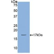 Western blot analysis of recombinant Dog BMP2.