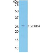 Western blot analysis of recombinant Rat BMP2.