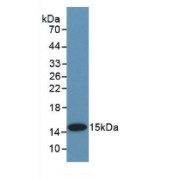 Western blot analysis of recombinant Pig BMP2.