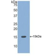 Western blot analysis of recombinant Human BMP4.