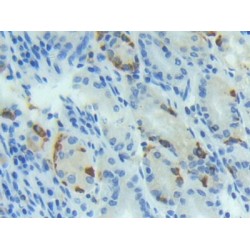 Bone Morphogenetic Protein 4 (BMP4) Antibody