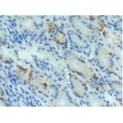 Bone Morphogenetic Protein 4 (BMP4) Antibody