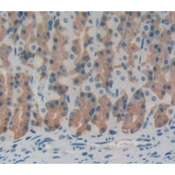 Bone Morphogenetic Protein 4 (BMP4) Antibody