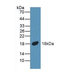 Bone Morphogenetic Protein 5 (BMP5) Antibody