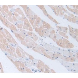 Bone Morphogenetic Protein 5 (BMP5) Antibody