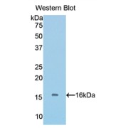 Western blot analysis of the recombinant protein.