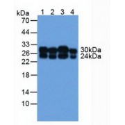 Western blot analysis of (1) Human A549 Cells, (2) Human MCF7 Cells, (3) Human Liver Tissue and (4) Human 293T Cells.