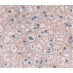 Catechol-O-Methyltransferase (COMT) Antibody