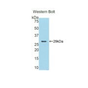 Western blot analysis of the recombinant protein.