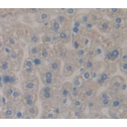 Catechol-O-Methyltransferase (COMT) Antibody