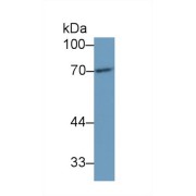 Western blot analysis of Human HepG2 cell lysate, using Mouse DLAT Antibody (1 µg/ml) and HRP-conjugated Goat Anti-Rabbit antibody (<a href="https://www.abbexa.com/index.php?route=product/search&amp;search=abx400043" target="_blank">abx400043</a>, 0.2 µg/ml).