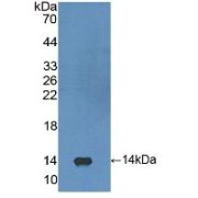 Western blot analysis of recombinant Human FGF23.