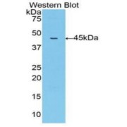 Western blot analysis of the recombinant protein.