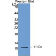 Western blot analysis of recombinant Rat MMP12.