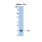 Western blot analysis of the recombinant protein.