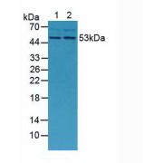 Western blot analysis of (1) Mouse Placenta Tissue and (2) Mouse Breast Tissue.