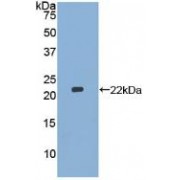 Western blot analysis of recombinant Mouse MMP13.