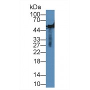 Western blot analysis of Rabbit Serum, using Rabbit MMP13 Antibody (5 µg/ml) and HRP-conjugated Rabbit Anti-Guinea pig antibody (<a href="https://www.abbexa.com/index.php?route=product/search&amp;search=abx400024" target="_blank">abx400024</a>, 0.2 µg/ml).