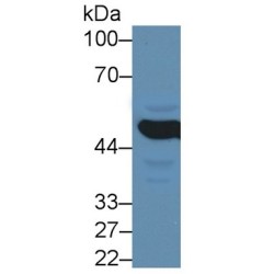 Matrix Metalloproteinase 24 (MMP24) Antibody