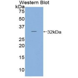 Prostaglandin E Synthase 2 (PTGES2) Antibody