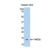 Western blot analysis of the recombinant protein.