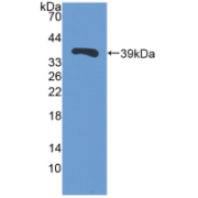 Western blot analysis of recombinant Pig TFF3.