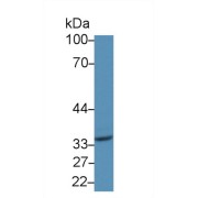 Western blot analysis of Mouse Liver lysate, using Human CD1d Antibody (3 µg/ml) and HRP-conjugated Goat Anti-Rabbit antibody (<a href="https://www.abbexa.com/index.php?route=product/search&amp;search=abx400043" target="_blank">abx400043</a>, 0.2 µg/ml).